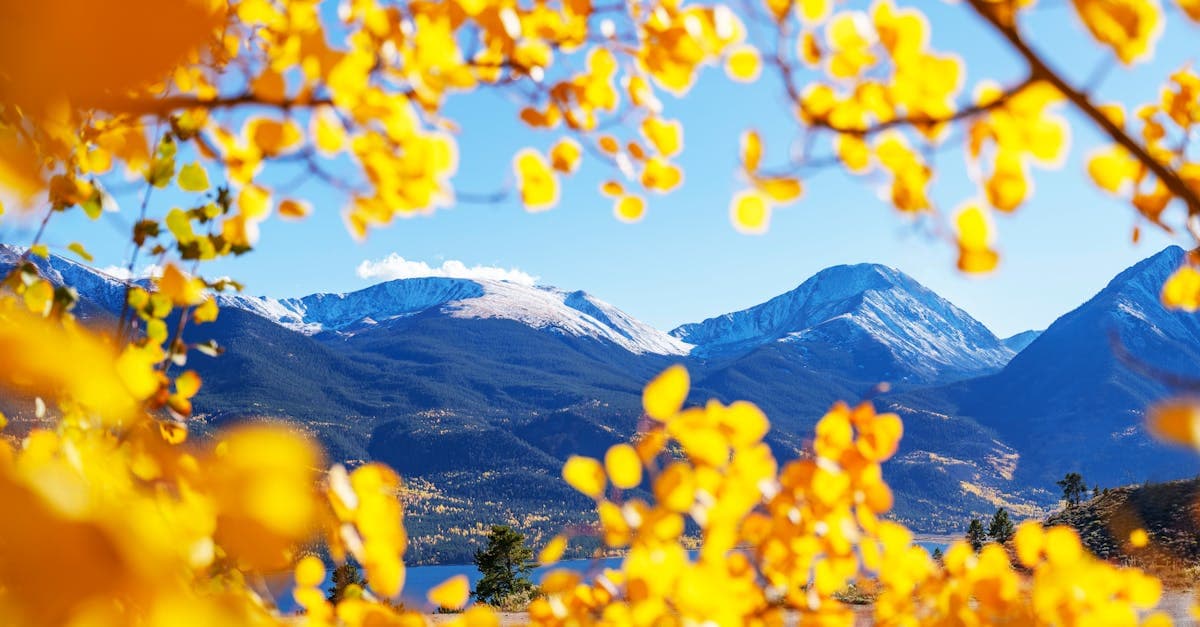 Elk Season in Durango: Where to Watch the Rut