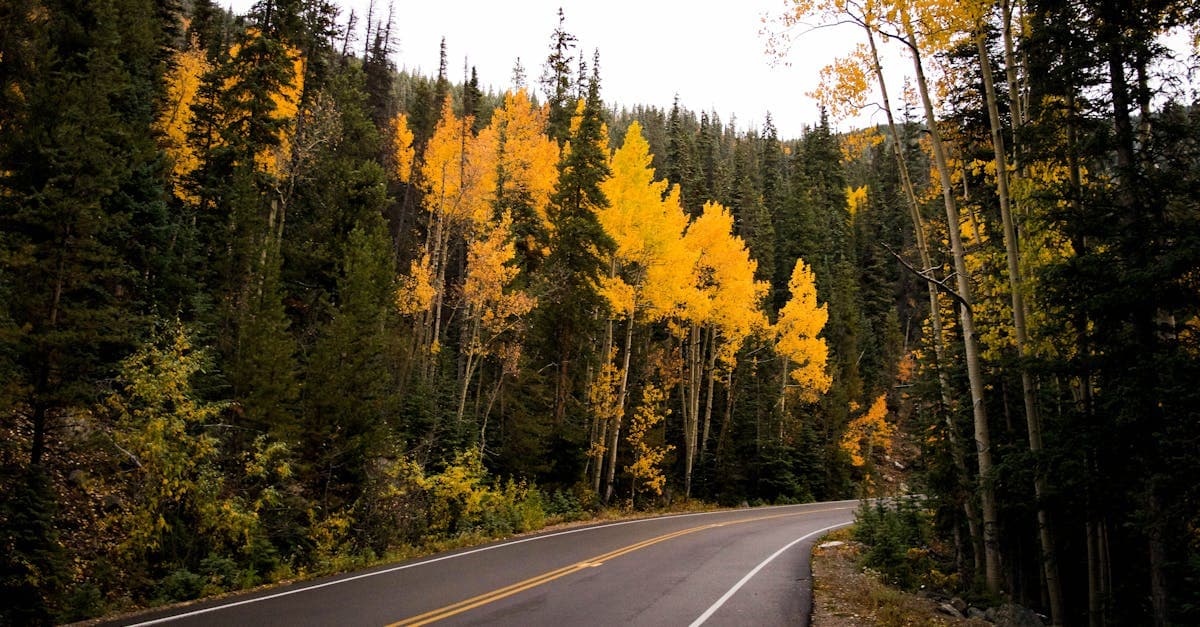 Fall Colors in Durango: When, Where, and How to See Them